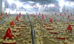  فروش مرغداری 25000 قطعه ای در بابل